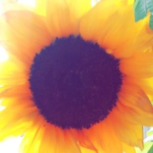 Meet your Posher, Oralia